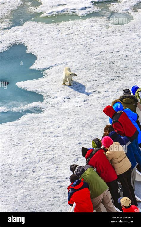 Curious Polar Bear Ursus Maritimus Approaches Ships Bow National