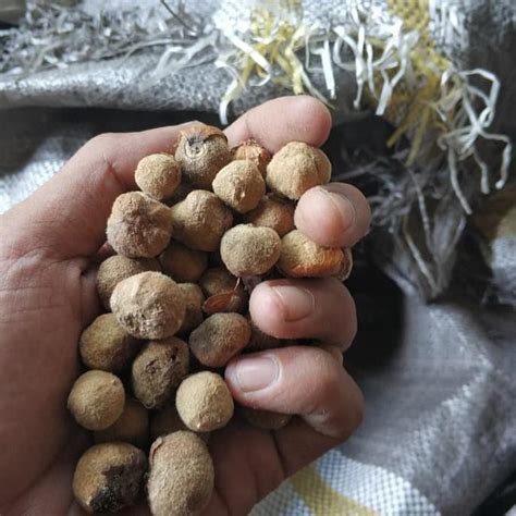 Jual Bibit Buah Biji Butir Pohon Jati Solomon Unggul Shopee Indonesia