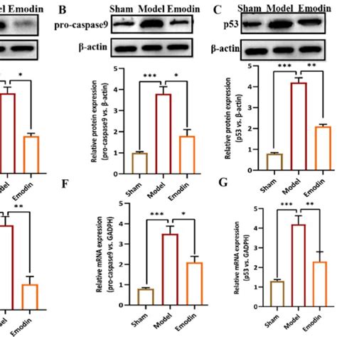 Emodin Regulated The Levels Of P Bcl Cleaved Caspase Caspase