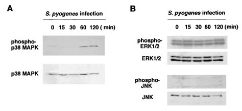 Western Blot Analysis Of Phosphorylation Of P38 Mapk And Other Signal Download Scientific