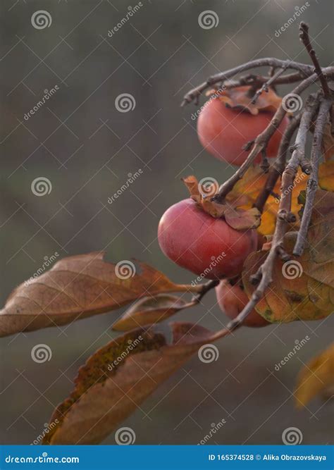 Ripe Persimmon Fruit on a Tree in Late Autumn in Greece Stock Photo