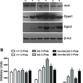 Western Blot Analyses Of Duodenal Protein Expression Of Divalent Metal