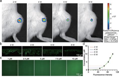 A In Vivo Imaging System IVIS Images Of Visualized MHS PPKHF In The