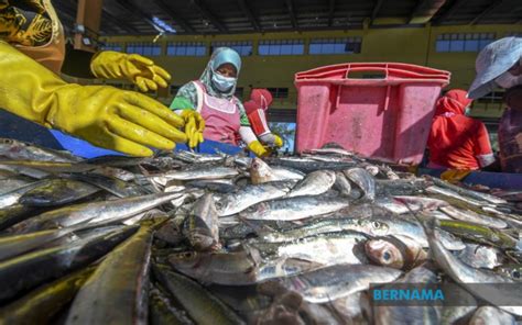 Stok Semasa Bekalan Ikan Negara Mencukupi Mafi Utusan Borneo Online