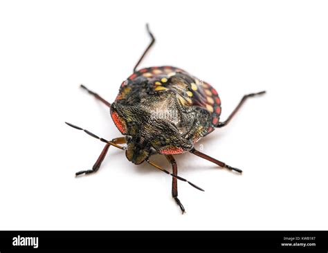 Southern Green Stink Bug Nezara Viridula Stock Photo Alamy