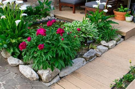 25 Peony Garden Design Ideas You Will Love In A Heartbeat