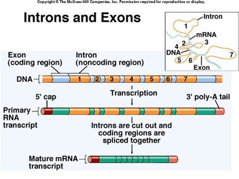 Introns and Exons - RNA ProcessING