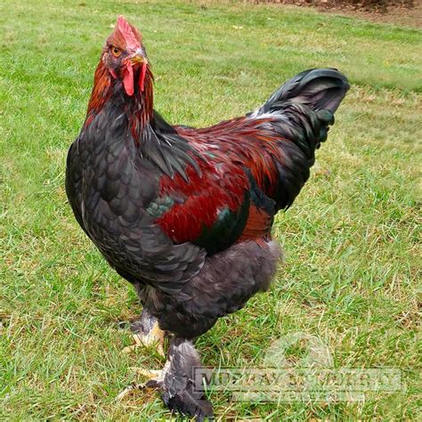 Murray Mcmurray Hatchery Partridge Cochins