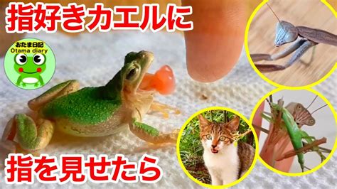 カマキリ日記 172 指が食べられると思っているアマガエル。手乗りピーカマちゃんと羽化間近のカマの丸。ノラ猫と家庭菜園。ほのぼの庭動画（8月