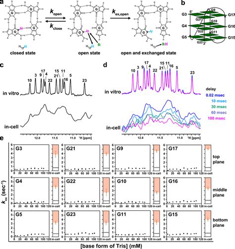 Analysis Of The Exchange Of Imino Protons Of The Dna G Quadruplex