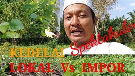 Perbedaan Yang Spektakuler Kedelai Lokal Vs Impor Youtube