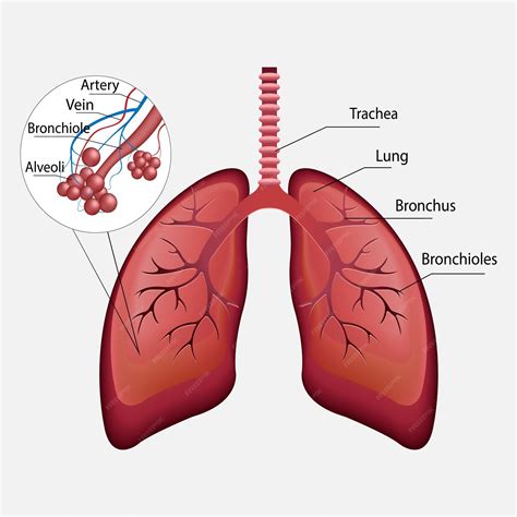 Human Respiratory System Model Labeled