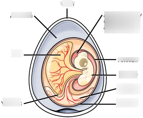 Vertebrates Diagram Quizlet