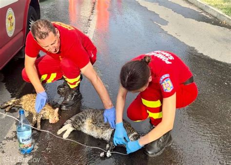 Pompierii Din Bra Ov Au Salvat Din Fl C Ri Dou Pisici Una A Fost