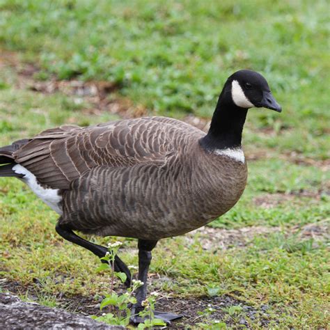 Hawaiʻi Birding Trails | cackling goose