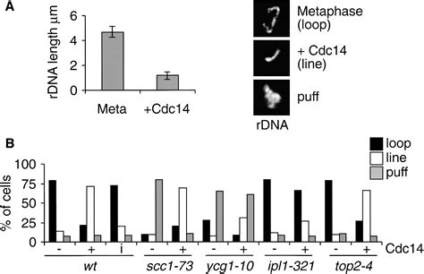 Cdc14 Phosphatase Induces RDNA Condensation And Resolves Cohesin