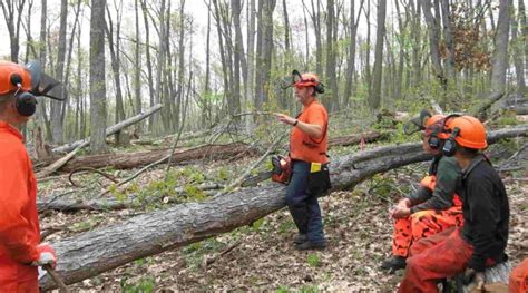 Chainsaw Safety: The Perfect Guide of It - Live Enhanced