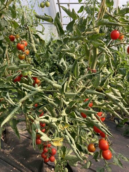 Tomatensorte BERNARYS GARTENFREUDE 10 Bio Samen Biobewusst Gartenshop