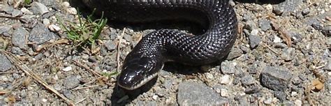 Black Rat Snake - Snake Facts and Information