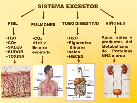 Danielo Tutor Blog De De Primaria Ciencias De La Naturaleza