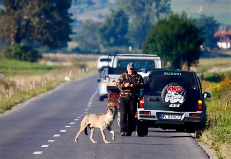 Autorit Ile Vor S Mpu Te Lupoaica Din Poiana Bra Ov Primarul Vrea