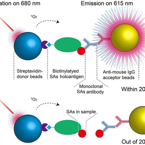 Principle of SAs detection based on AlphaLISA. (a) When there was no ...