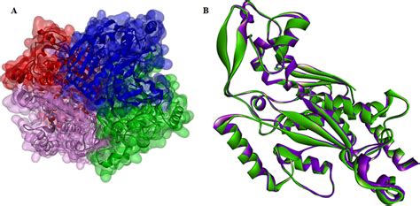 A Three Dimensional Structure Of Chorismate Synthase From L Download Scientific Diagram