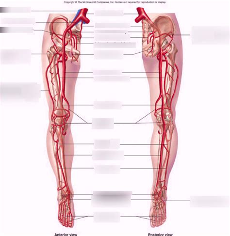 Arteries Of Pelvis And Lower Limb 27 Diagram Quizlet