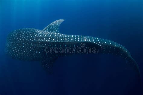 Whale Shark Swimming In Deep Ocean Amazing Spot Patterns Of The Worlds