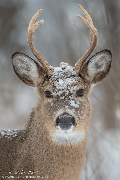 White Tailed Deer Mike Lentz Nature Photography