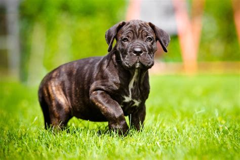 How To Train A Cane Corso Puppy Milestones And Timeline