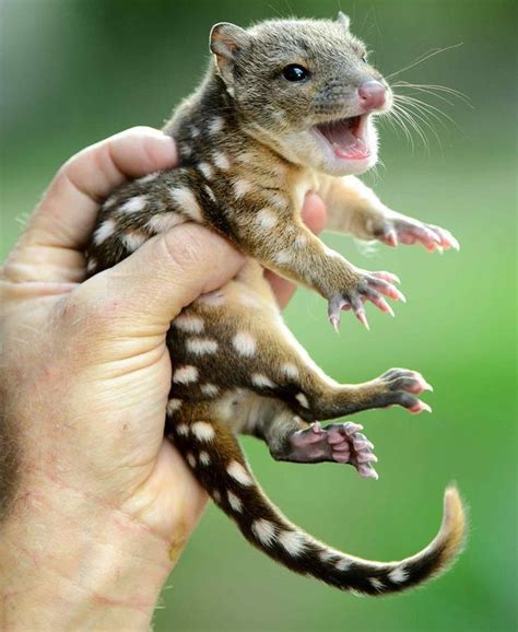 Spotted Baby Quoll Cute Amazing ← Telixra Cute Animals Cute Baby