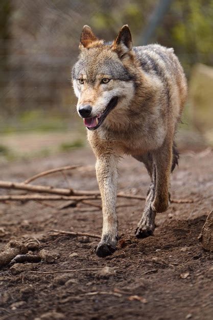 Premium Photo | Eurasian wolf