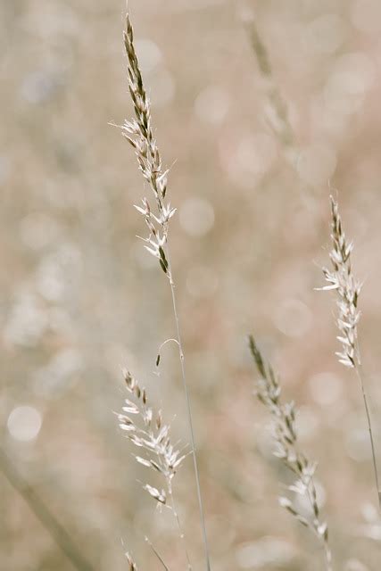 Grasses Summer Meadow Free Photo On Pixabay Pixabay