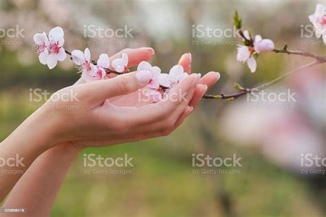 로세아 꽃송이 있는 여자 손 벚꽃에 대한 스톡 사진 및 기타 이미지 벚꽃 계절 관능 Istock