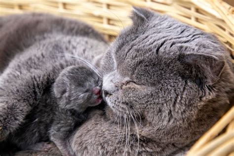 Premium Photo | Mother cat and baby cat