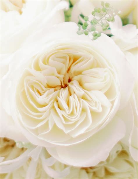 Juliet David Austin Wedding And Event Roses