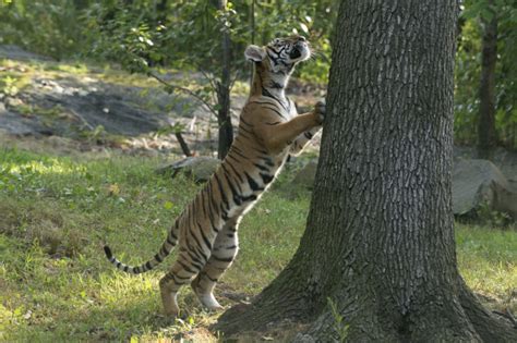 Malayan Tiger Cubs Debut at Bronx Zoo - ZooBorns