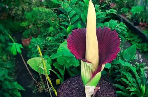 Growing Amorphophallus Titanum Tips And Care Guide Corpse Flower