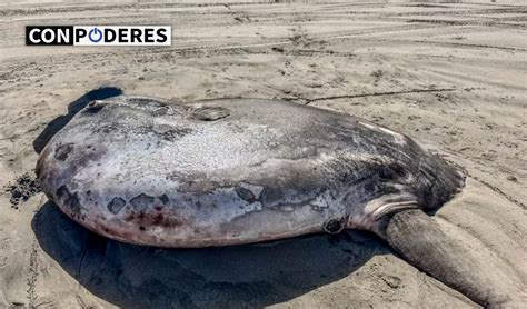 Pez gigante de extraña especie aparece en las costas de Oregon Con