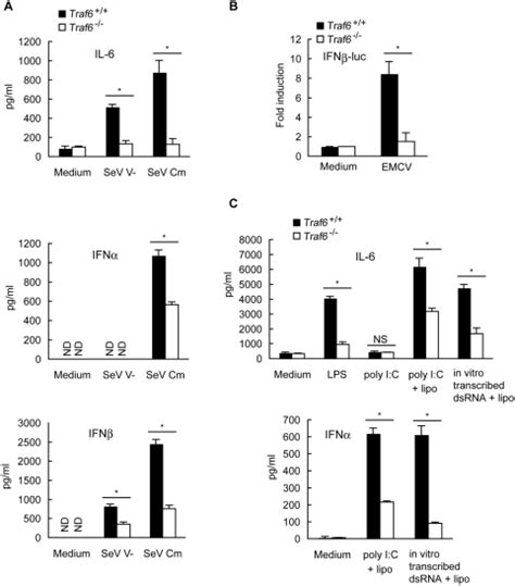 A Traf Or Traf Mef Cells Were Infected With Sev V Or Cm