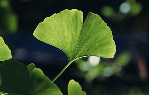 ¿qué Es El Ginkgo Biloba Y Para Qué Sirve Guía Básica