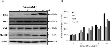 Western Blot Expression