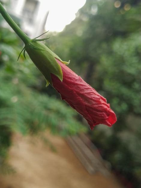 Premium Photo A Red Rose With Green Leaves