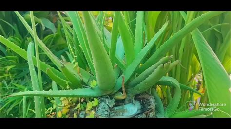 Reason Why Aloe Vera Plant Is Turning Brown Grey Youtube