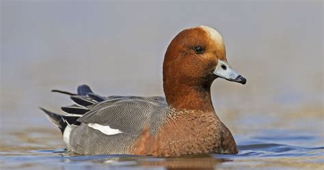 Wigeon Bird Facts (Mareca penelope) | Birdfact