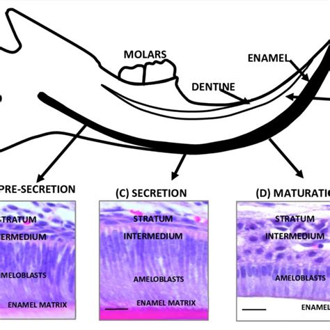 Function Of The Proteins Encoded By Genes Involved In Amelogenesis