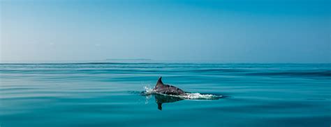 Dolphin Wallpapers - 4k, HD Dolphin Backgrounds on WallpaperBat