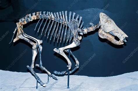 Pleistocene Peccary Fossil Stock Image C Science Photo