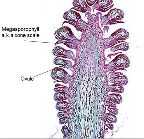 Coniferophyta Phyla Groupings